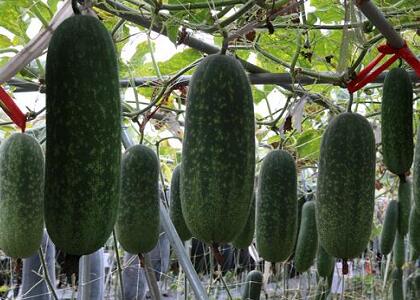 新鮮瓜果配送:冬瓜